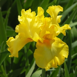 Bearded Iris