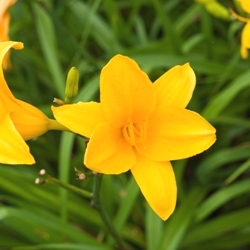 Bengaleer Daylily Clumps