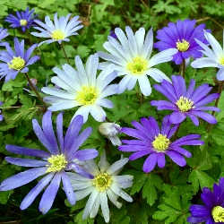 Mixed Anemone Blanda