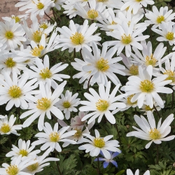 White Splendor Anemone Blanda
