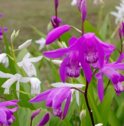 Bletilla