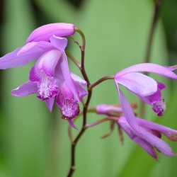 Bletilla Striata