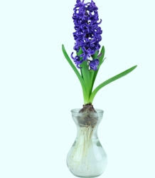 Forcing Vase Gift Kit