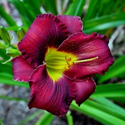 Breathless Beauty Daylily Clumps
