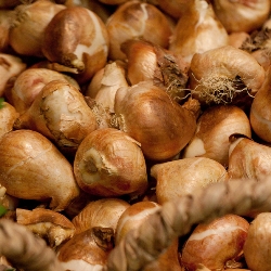 Bushels of Bulbs (Spring)
