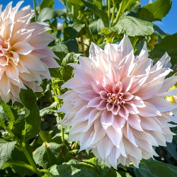 Café au Lait Dinnerplate Dahlia