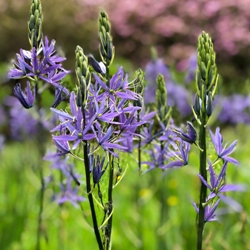 Cusickii Camassia