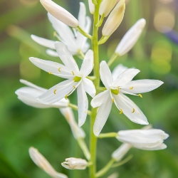 Leichtlinii Alba Camassia