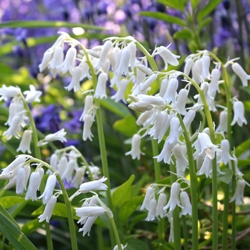 Shutterstock_Campanulata_Alba Hyacinthoides Alba (Spanish Bluebells)