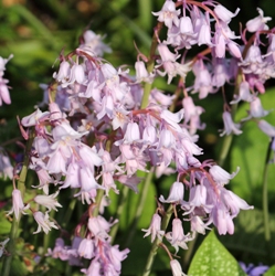Shutterstock_Campanulata_Rosea Hyacinthoides Rosea (Spanish Bluebells)