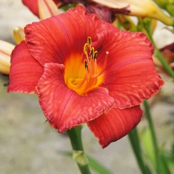 Chicago Apache Daylily