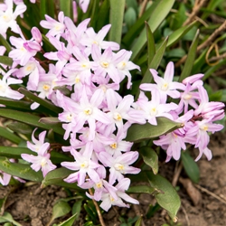 Pink Giant Chionodoxa