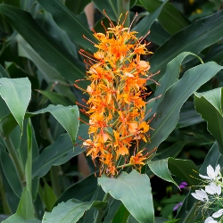 Hedychium Coccineum