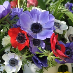 DeCaen Anemone Mixed