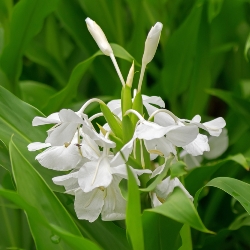 Hedychium Coronarium