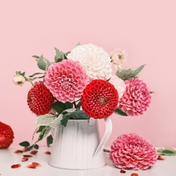 Dahlia Lover's Blend