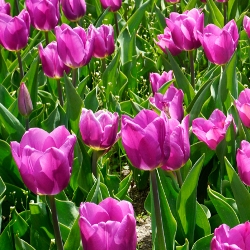 Shutterstock_Darwin_Bleu_Aimable Bleu Aimable Tulip