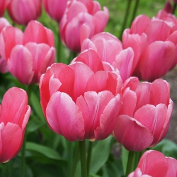 Pink Impression Tulip