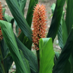 Hedychium Densiflorum