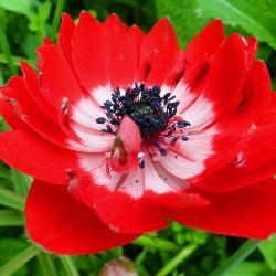 Double Governor Anemone