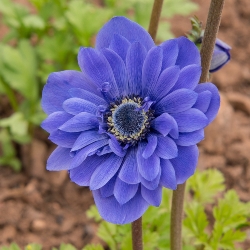 Double Lord Lieutenant Anemone