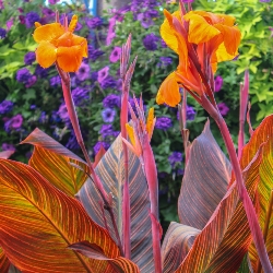 Shutterstock_Durban Durban Giant Canna
