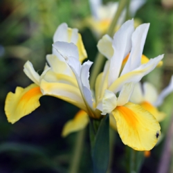 Symphony Dutch Iris