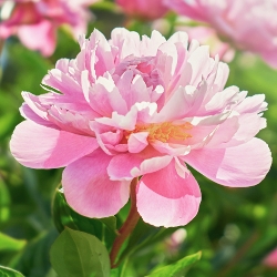 Edulus Superba Peony