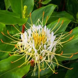 Hedychium Ellipticum
