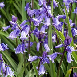 Shutterstock_English_Bluebells_Non_Scripta English Bluebells (Hyacinthoides Non-Scripta)