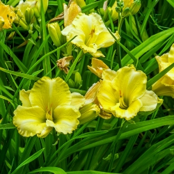 Erin Prairie Daylily Clumps
