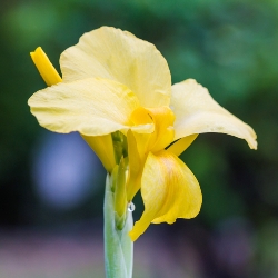 Eureka Giant Canna