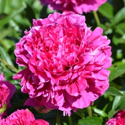 Felix Supreme Peony