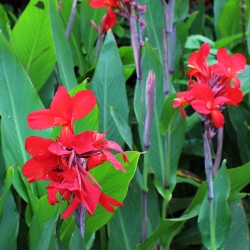 Shutterstock_Firebird Firebird Dwarf Canna