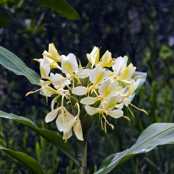 Hedychium Flavum