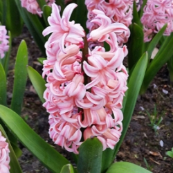 Fondant Hyacinth
