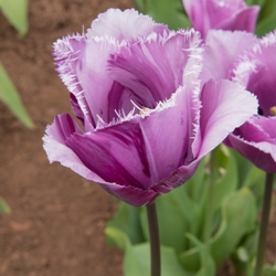 Fringed Tulips