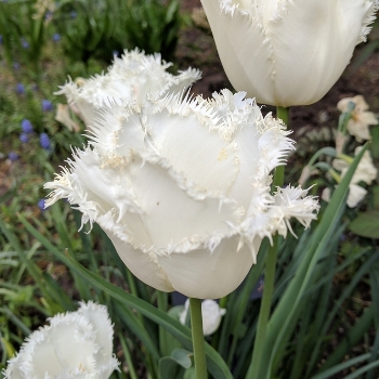Swan Wings Tulip