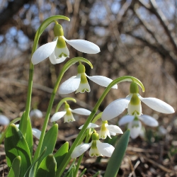 Galanthus Elwesii