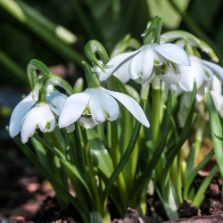 Galanthus Nivalis Flore Pleno