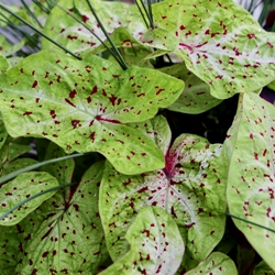 Dwarf Caladiums