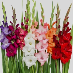 Shutterstock_Gladiolus Gladiolus by the Bushel