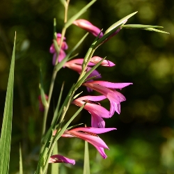 Gladiolus – Species