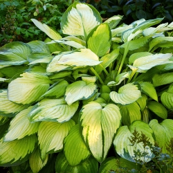 Gold Standard Hosta