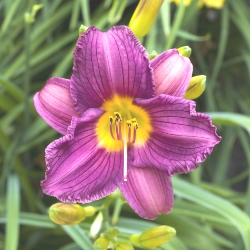 Grape Magic Daylily Clumps