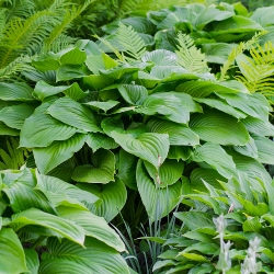 Green Leaf Hosta By the Bushel