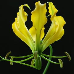 Gloriosa Greenei