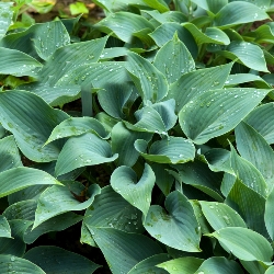 Halcyon Hosta