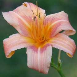 Hall’s Pink Daylily