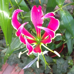 Gloriosa Himalayan Select